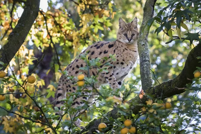 Gerahmter Druck : Serval (Leptailurus serval) sitzt in Baum. Gerahmter Druck : Serval (Leptailurus serval) sitzt in Baum.