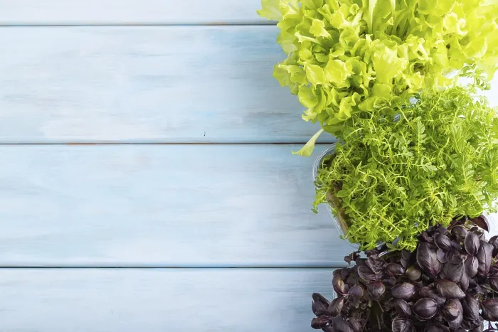 Gerahmter Druck : Kleinbeete mit Mikrogreens von Marigold, Basilikum und Rucola auf blauem Holzboden Gerahmter Druck : Kleinbeete mit Mikrogreens von Marigold, Basilikum und Rucola auf blauem Holzboden