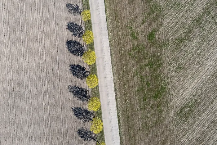 Gerahmter Druck : Sieben Laubbäume werfen Schatten auf einen Acker. Gerahmter Druck : Sieben Laubbäume werfen Schatten auf einen Acker.