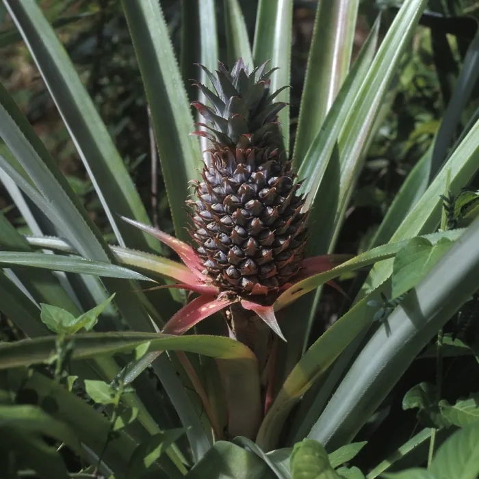 Gerahmter Druck : Seychellen, Flora, Ananas Gerahmter Druck : Seychellen, Flora, Ananas