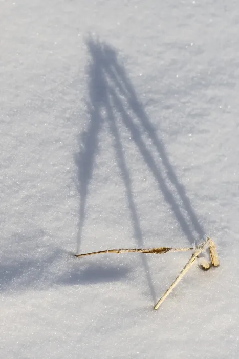 Gerahmter Druck : Schatten werfende Gräser im Schnee. Gerahmter Druck : Schatten werfende Gräser im Schnee.