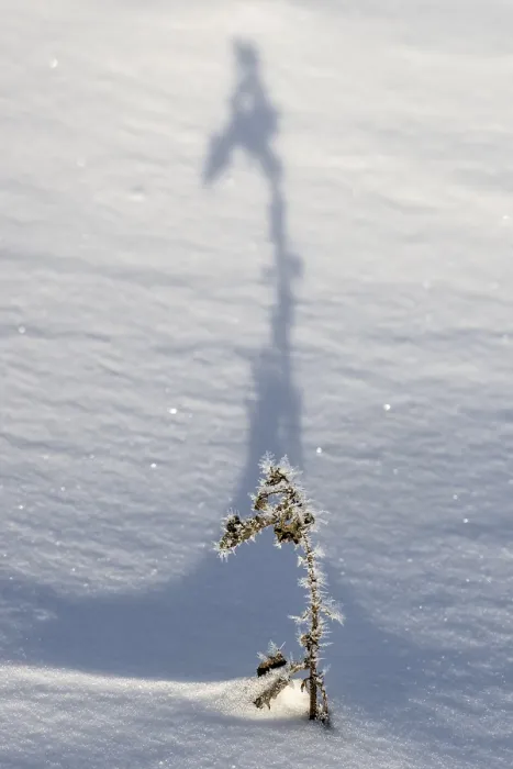 Gerahmter Druck : Schatten werfende Gräser im Schnee. Gerahmter Druck : Schatten werfende Gräser im Schnee.