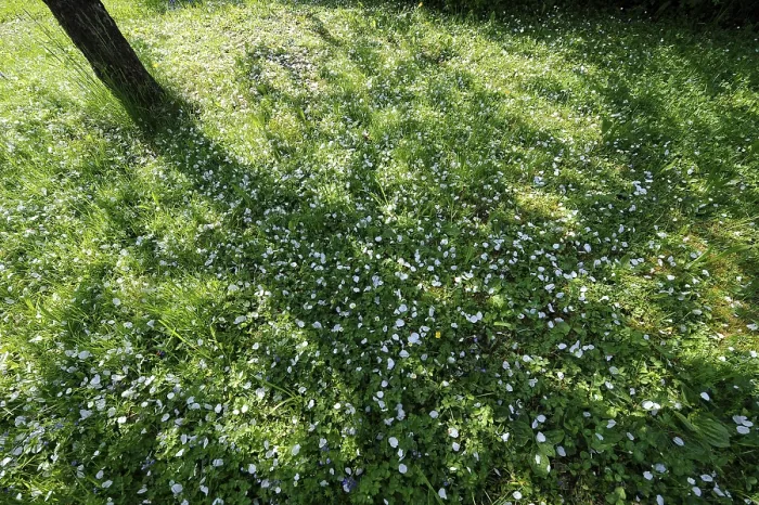 Gerahmter Druck : Schatten eines Fruchtbaums Gerahmter Druck : Schatten eines Fruchtbaums