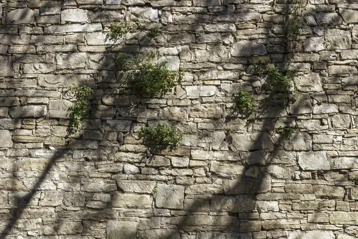 Gerahmter Druck : Die Schatten der Bäume tanzen an der Wand. Gerahmter Druck : Die Schatten der Bäume tanzen an der Wand.