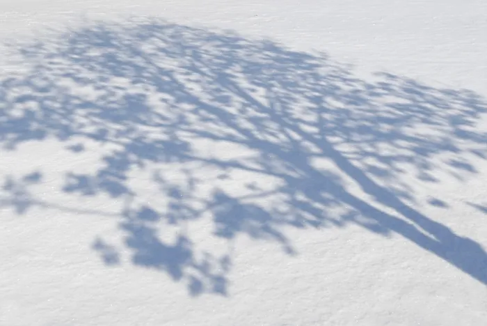 Gerahmter Druck : Schatten von Bäumen auf Schnee. Gerahmter Druck : Schatten von Bäumen auf Schnee.