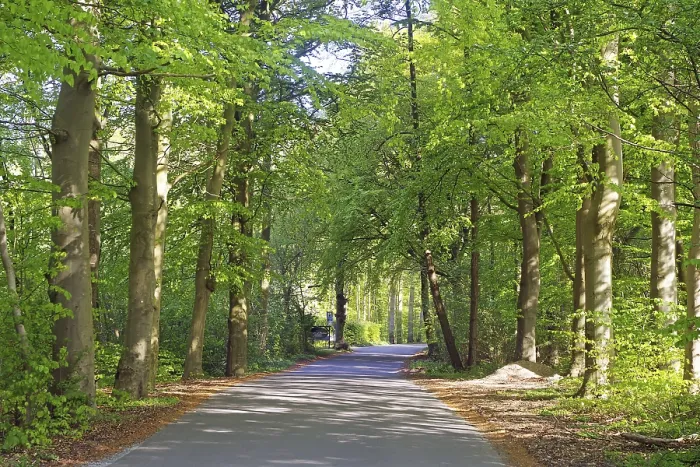 Gerahmter Druck : Ein schattiger Pfad durch einen dichten grünen Wald. Gerahmter Druck : Ein schattiger Pfad durch einen dichten grünen Wald.