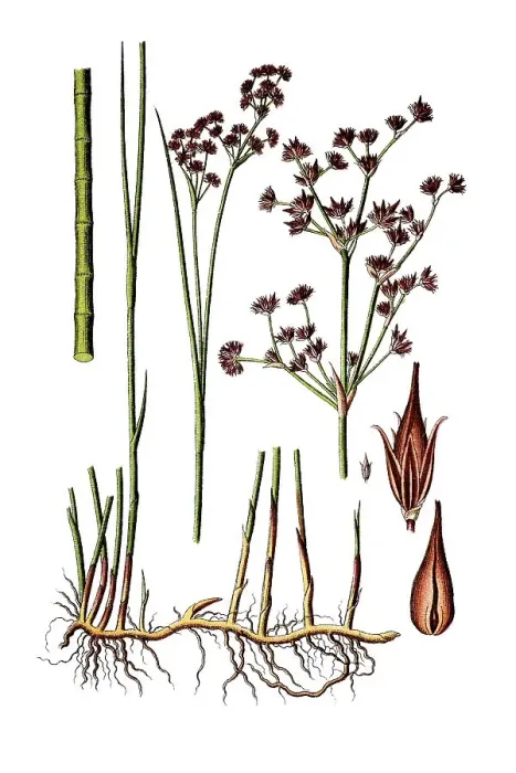 Gerahmter Druck : Zweckigblütiger Röhrling (Juncus acutiflorus)