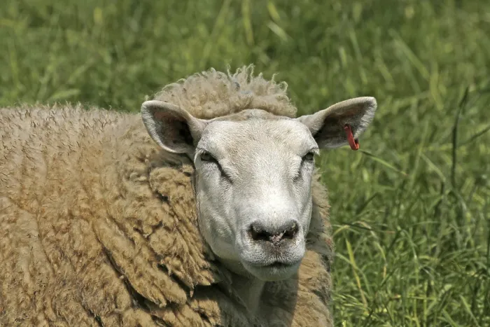 Gerahmter Druck : Sheep Gerahmter Druck : Sheep