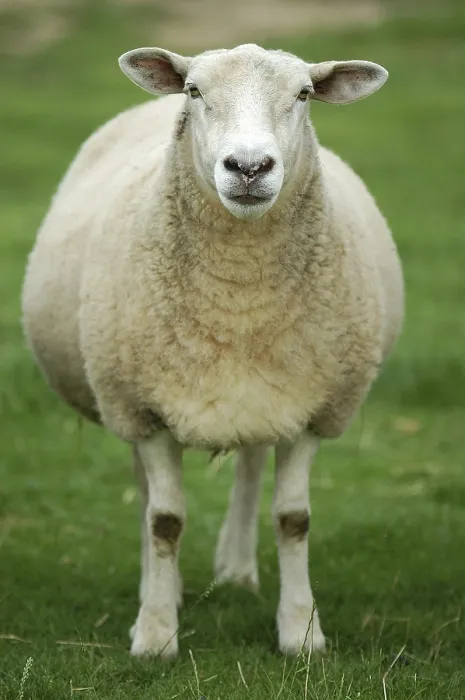 Gerahmter Druck : Sheep Gerahmter Druck : Sheep
