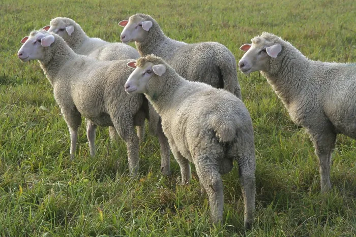 Gerahmter Druck : Sheep Gerahmter Druck : Sheep