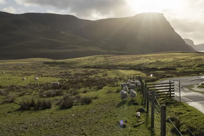 Gerahmter Druck : Schafe im Hintergrundlicht, Weide. Gerahmter Druck : Schafe im Hintergrundlicht, Weide.