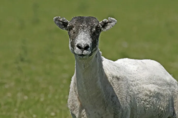 Gerahmter Druck : Schafe auf dem Bodmin Moor, Cornwall, England Gerahmter Druck : Schafe auf dem Bodmin Moor, Cornwall, England