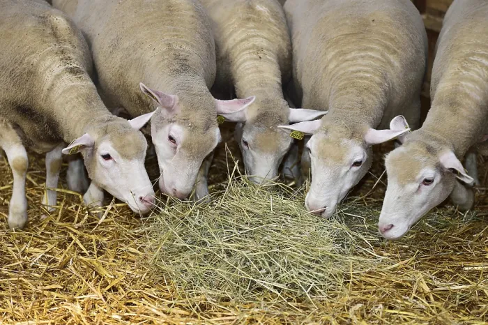 Gerahmter Druck : Schafzucht. Ziege in einem Schäferhütchen Gerahmter Druck : Schafzucht. Ziege in einem Schäferhütchen