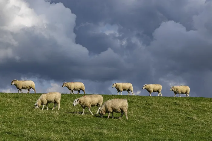 Gerahmter Druck : Schafe auf dem Deich vor Wolken. Gerahmter Druck : Schafe auf dem Deich vor Wolken.