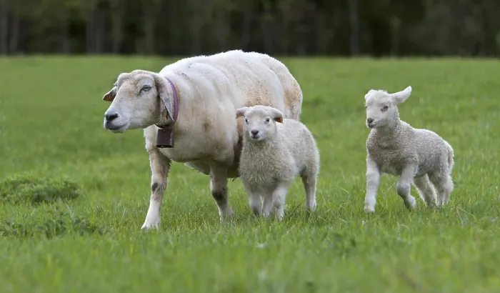 Gerahmter Druck : Schafe in einem Feld. Gerahmter Druck : Schafe in einem Feld.