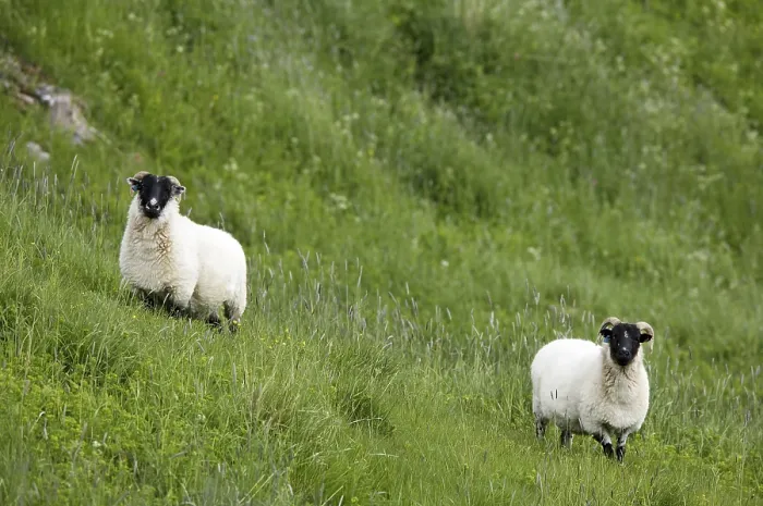 Gerahmter Druck : Schafe in einem Feld Gerahmter Druck : Schafe in einem Feld