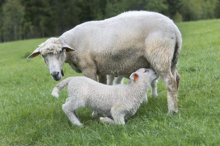 Gerahmter Druck : Schafe in einem Feld Gerahmter Druck : Schafe in einem Feld