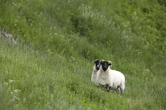Gerahmter Druck : Schafe im Feld. Gerahmter Druck : Schafe im Feld.