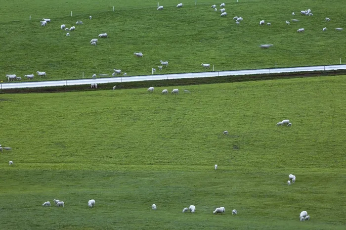 Gerahmter Druck : Schafe im Feld. Gerahmter Druck : Schafe im Feld.
