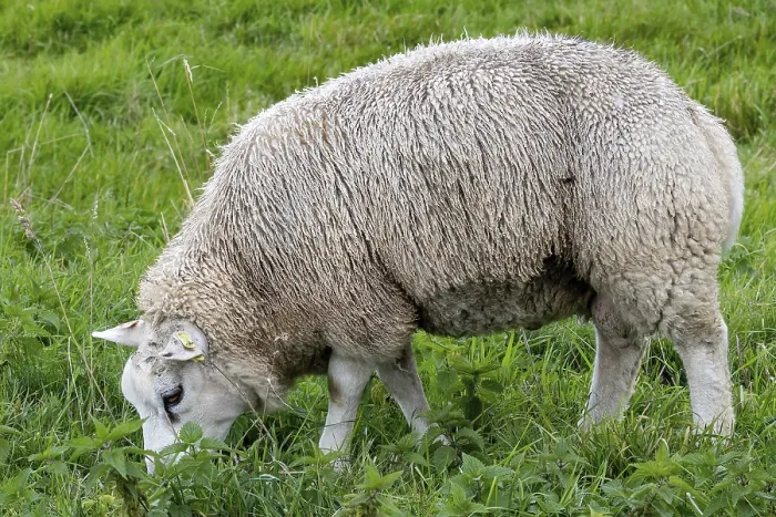Gerahmter Druck : Schafe im Feld. Gerahmter Druck : Schafe im Feld.