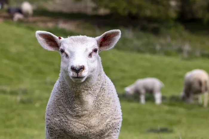 Gerahmter Druck : Schafe und Lämmer grasen in einem Wiesengrund.