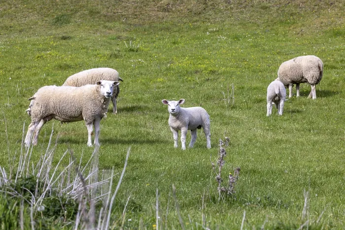 Gerahmter Druck : Schafe und Lämmer grasen in einem Wiesengrund. Gerahmter Druck : Schafe und Lämmer grasen in einem Wiesengrund.