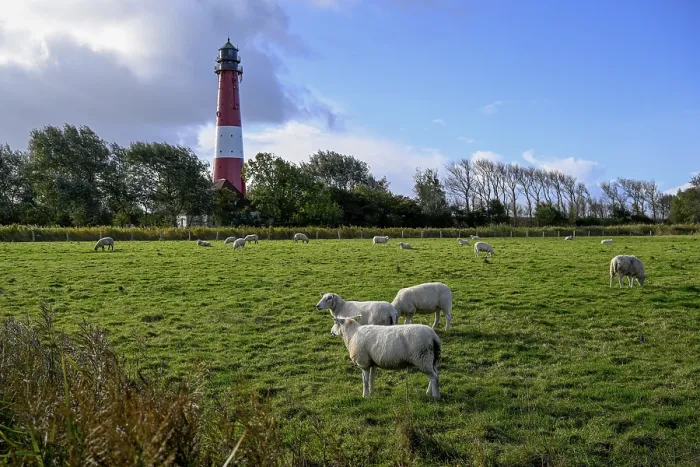 Gerahmter Druck : Schafe vor dem Leuchtturm von 1906. Gerahmter Druck : Schafe vor dem Leuchtturm von 1906.