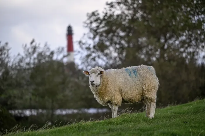 Gerahmter Druck : Schafe vor dem Leuchtturm. Gerahmter Druck : Schafe vor dem Leuchtturm.