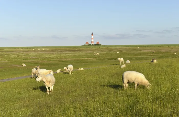 Gerahmter Druck : Schafe am Leuchtturm Westerheversand, Deutschland Gerahmter Druck : Schafe am Leuchtturm Westerheversand, Deutschland
