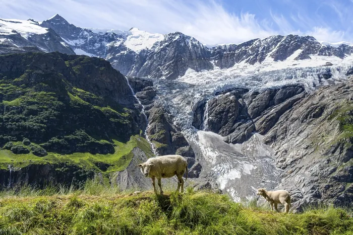 Gerahmter Druck : Schafe vor Bergpanorama Gerahmter Druck : Schafe vor Bergpanorama