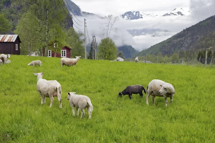 Gerahmter Druck : Schafe in Norwegen Gerahmter Druck : Schafe in Norwegen
