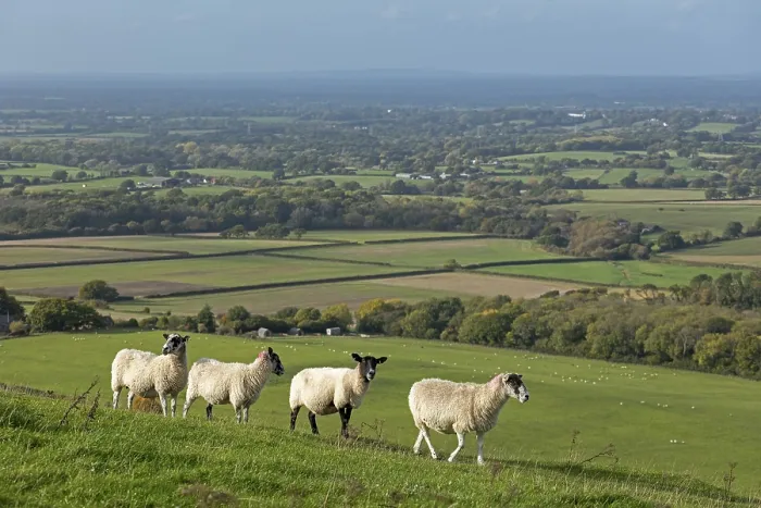 Gerahmter Druck : Schafe, South Downs Way bei Devil's Dyke Gerahmter Druck : Schafe, South Downs Way bei Devil's Dyke