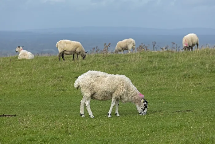 Gerahmter Druck : Schafe, South Downs Way am Devil's Dyke. Gerahmter Druck : Schafe, South Downs Way am Devil's Dyke.