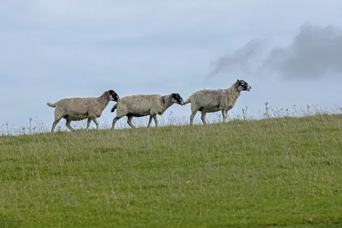 Gerahmter Druck : Schafe, South Downs Way an Devil's Dyke Gerahmter Druck : Schafe, South Downs Way an Devil's Dyke