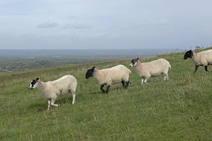 Gerahmter Druck : Schafe, South Downs Way bei Devil's Dyke Gerahmter Druck : Schafe, South Downs Way bei Devil's Dyke