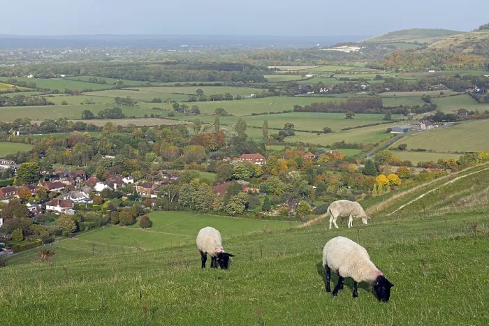 Gerahmter Druck : Schafe, South Downs Way bei Devils Dyke Gerahmter Druck : Schafe, South Downs Way bei Devils Dyke