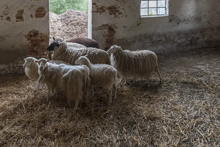 Gerahmter Druck : Schafe in einem Strohgestell, Soay-Schafe vorne. Gerahmter Druck : Schafe in einem Strohgestell, Soay-Schafe vorne.