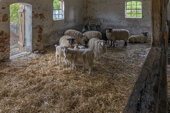 Gerahmter Druck : Schafe in einem Strohgestell, Soay-Schafe an der Vorderseite. Gerahmter Druck : Schafe in einem Strohgestell, Soay-Schafe an der Vorderseite.