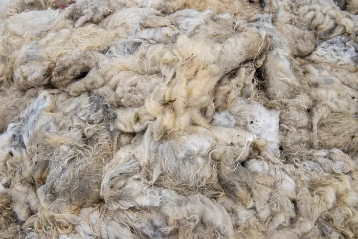 Gerahmter Druck : Schafswolle, Halbinsel Langanes Gerahmter Druck : Schafswolle, Halbinsel Langanes