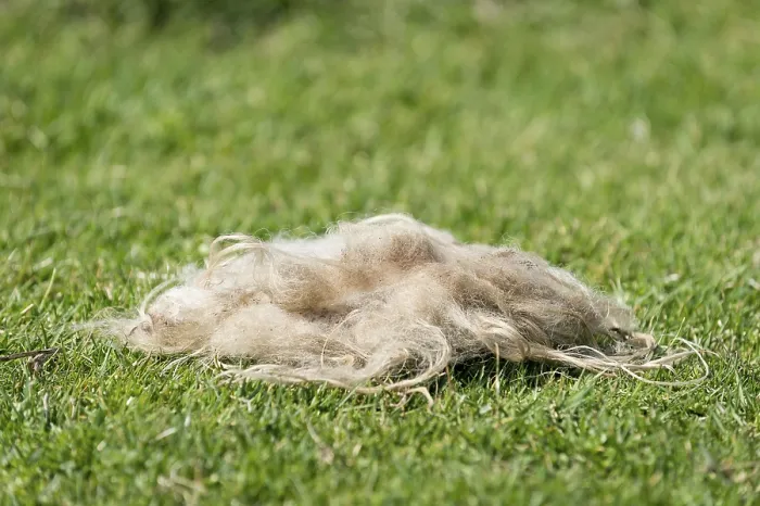 Gerahmter Druck : Schafe-Wolle liegt im Gras. Gerahmter Druck : Schafe-Wolle liegt im Gras.