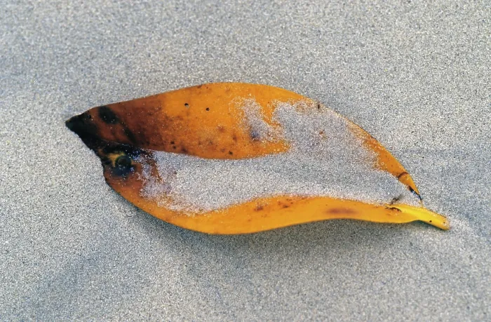 Gerahmter Druck : Sandstrandblatt