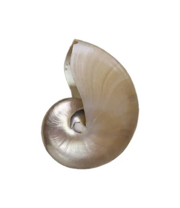 Gerahmter Druck : Shell Gerahmter Druck : Shell