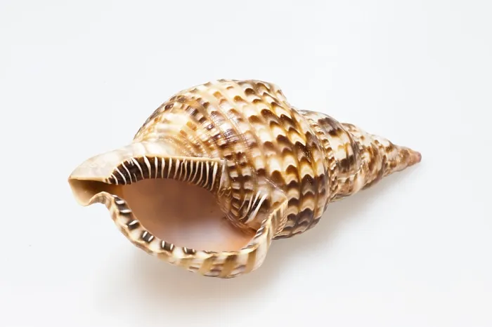 Gerahmter Druck : Shell Gerahmter Druck : Shell