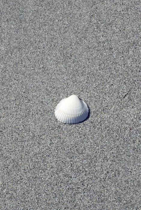 Gerahmter Druck : Meeresschnecke auf dem Strand Gerahmter Druck : Meeresschnecke auf dem Strand