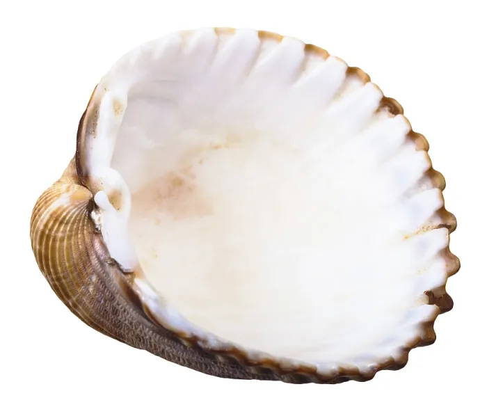 Gerahmter Druck : Leere Schale von Muschelschalen, gegen weißen Hintergrund. Gerahmter Druck : Leere Schale von Muschelschalen, gegen weißen Hintergrund.