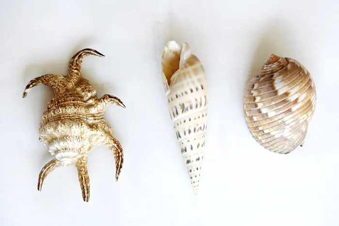Gerahmter Druck : Drei Muscheln Gerahmter Druck : Drei Muscheln