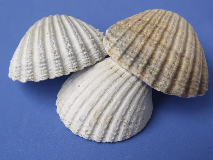 Gerahmter Druck : Shells Gerahmter Druck : Shells