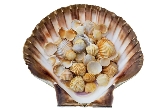 Gerahmter Druck : Shells Gerahmter Druck : Shells