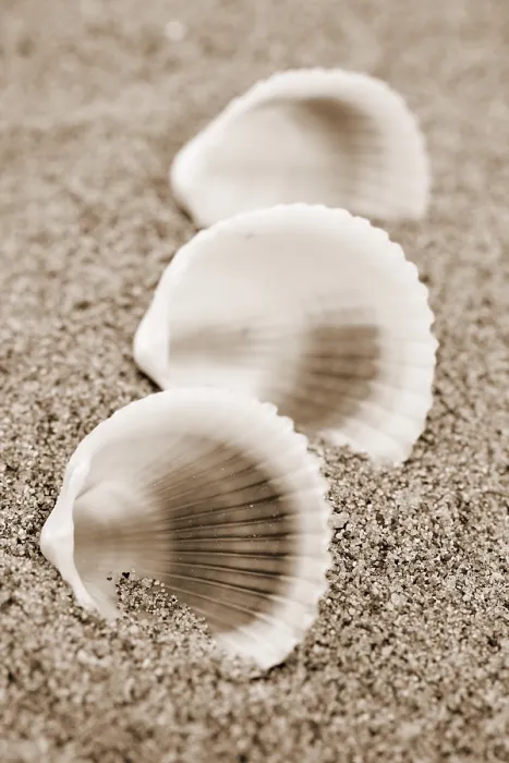 Gerahmter Druck : Schalen am Strand. Gerahmter Druck : Schalen am Strand.