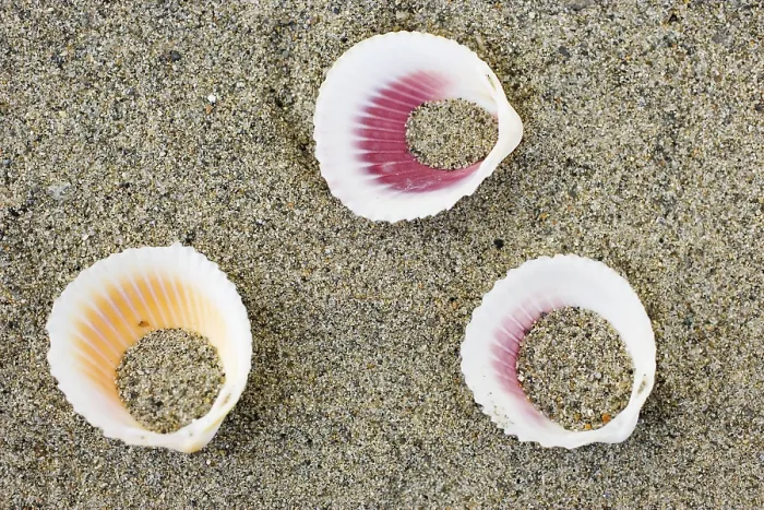 Gerahmter Druck : Meeresschalen auf dem Strand Gerahmter Druck : Meeresschalen auf dem Strand